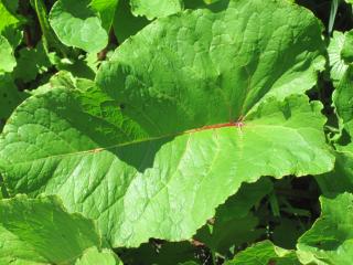 rumex des alpes (rhubarbe sauvage)