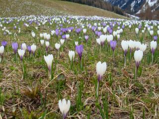 Crocus