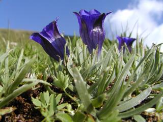 Gentiane alpine