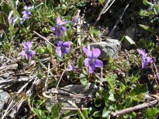 Violettes des forêts